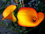 گل شیپوری طلایی